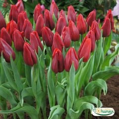 Pallada Lale Soğanı – Tulipa