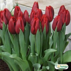 Pallada Lale Soğanı – Tulipa