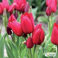 Pallada Lale Soğanı – Tulipa