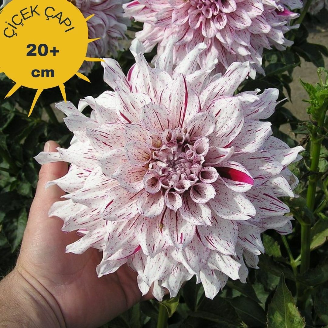 Fern Ridge Painted Lady Dev Dahlia Yıldız Çiçeği Kök - Dalya - Patates Çiçeği  - Fuşya Beyaz Ebruli
