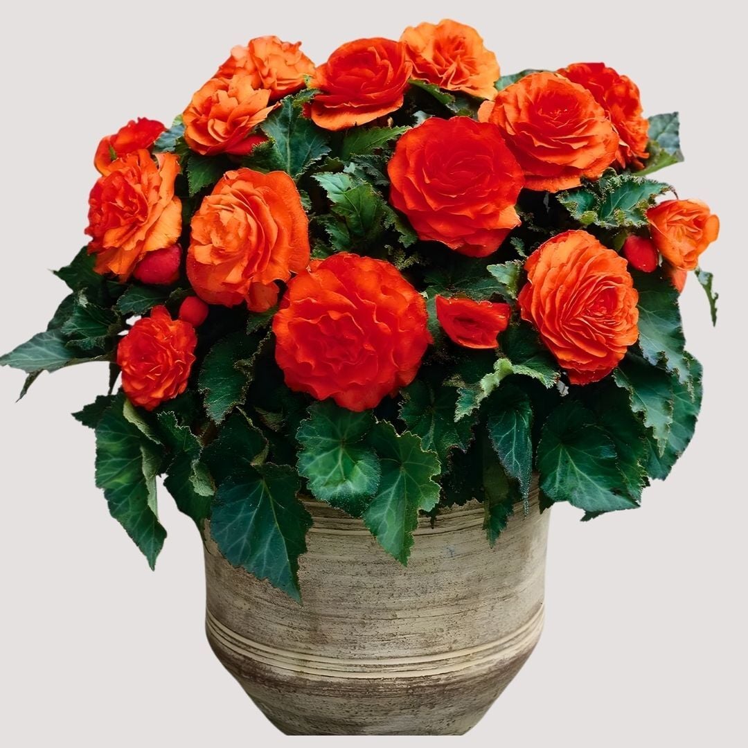 Begonia  Double Orange Yumrusu - Gül begonya Çiçeği Katlı - Turuncu