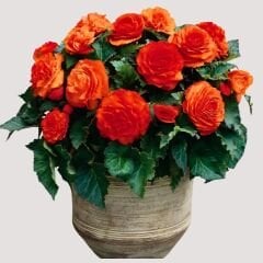 Begonia  Double Orange Yumrusu - Gül begonya Çiçeği Katlı - Turuncu