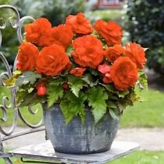 Begonia  Double Orange Yumrusu - Gül begonya Çiçeği Katlı - Turuncu