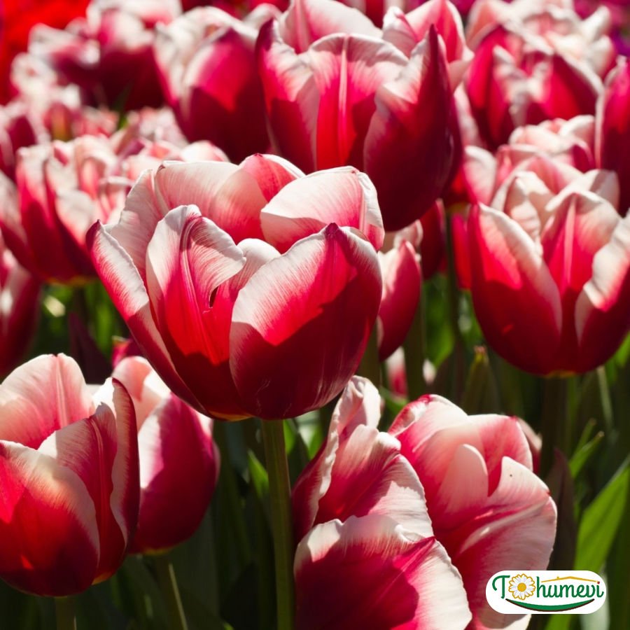 Leen vd Mark Lale Soğanı – Tulipa