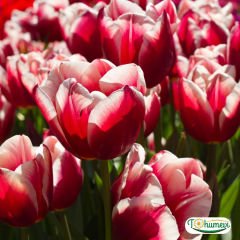 Leen vd Mark Lale Soğanı – Tulipa