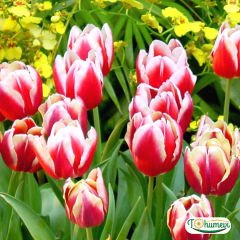 Leen vd Mark Lale Soğanı – Tulipa