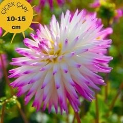 Hayley Jane Dev Dahlia Yıldız Çiçeği Kök - Dalya - Patates Çiçeği - Pembe ebruli