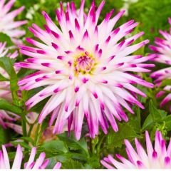 Hayley Jane Dev Dahlia Yıldız Çiçeği Kök - Dalya - Patates Çiçeği - Pembe ebruli