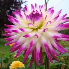 Hayley Jane Dev Dahlia Yıldız Çiçeği Kök - Dalya - Patates Çiçeği - Pembe ebruli
