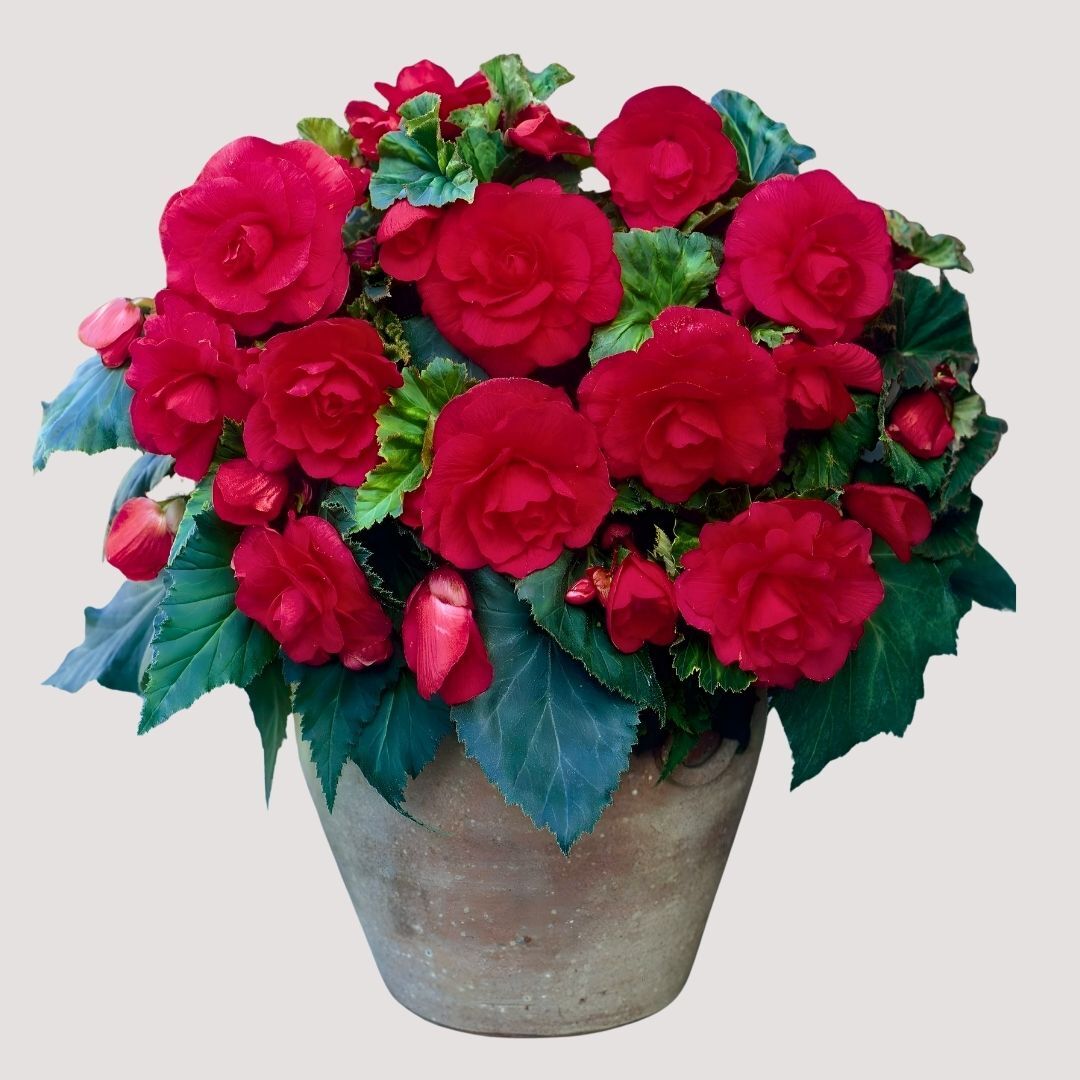 Begonia  Double red Yumrusu - Gül begonya Çiçeği Katlı - Kırmızı
