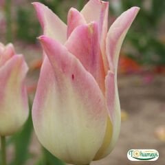 Miss Elegance Lale Soğanı – Tulipa