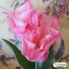 Miss Elegance Lale Soğanı – Tulipa