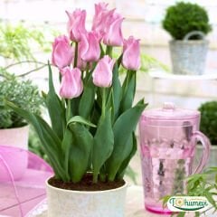 Miss Elegance Lale Soğanı – Tulipa