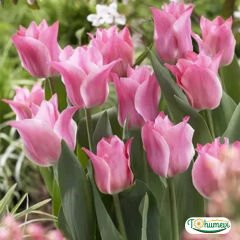 Miss Elegance Lale Soğanı – Tulipa