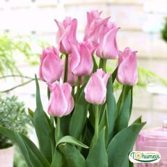Miss Elegance Lale Soğanı – Tulipa