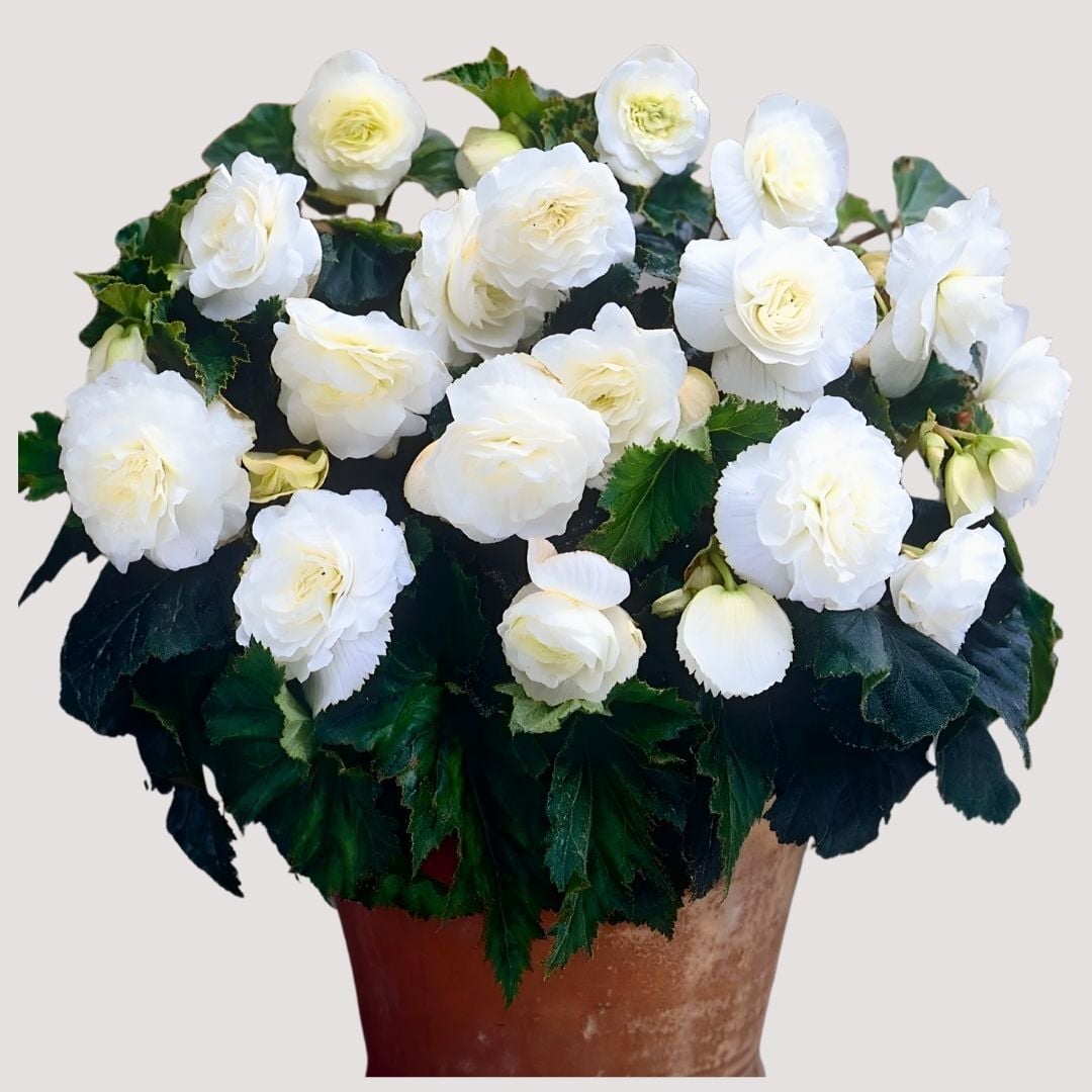 Begonia  Double White Yumrusu - Gül begonya Çiçeği Katlı - Beyaz