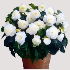 Begonia  Double White Yumrusu - Gül begonya Çiçeği Katlı - Beyaz