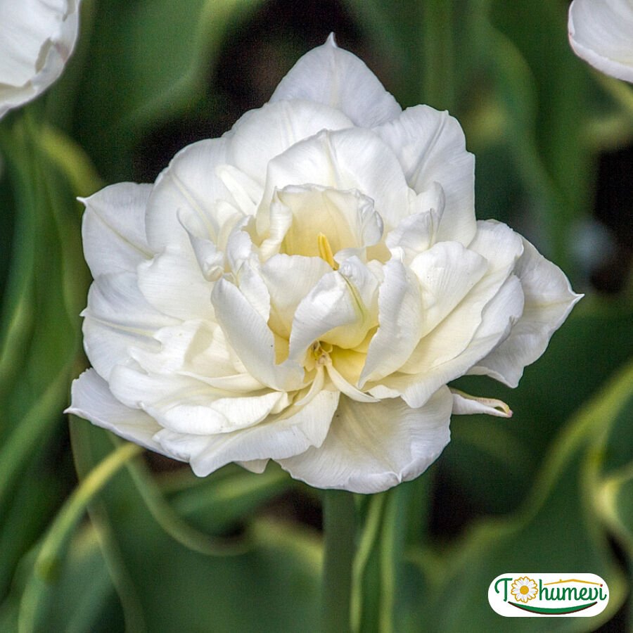 ﻿Mondial Lale Soğanı – Tulipa