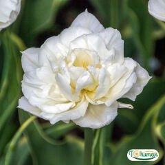 ﻿Mondial Lale Soğanı – Tulipa