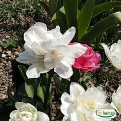 ﻿Mondial Lale Soğanı – Tulipa