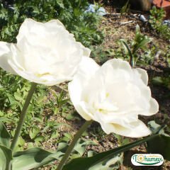 ﻿Mondial Lale Soğanı – Tulipa