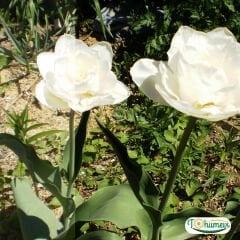 ﻿Mondial Lale Soğanı – Tulipa