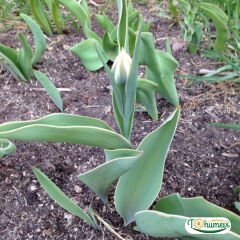 ﻿Mondial Lale Soğanı – Tulipa
