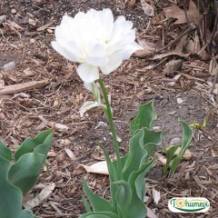 ﻿Mondial Lale Soğanı – Tulipa