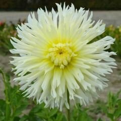 Ice Crystal Dev Dahlia Yıldız Çiçeği Kök - Dalya - Patates Çiçeği - Krem