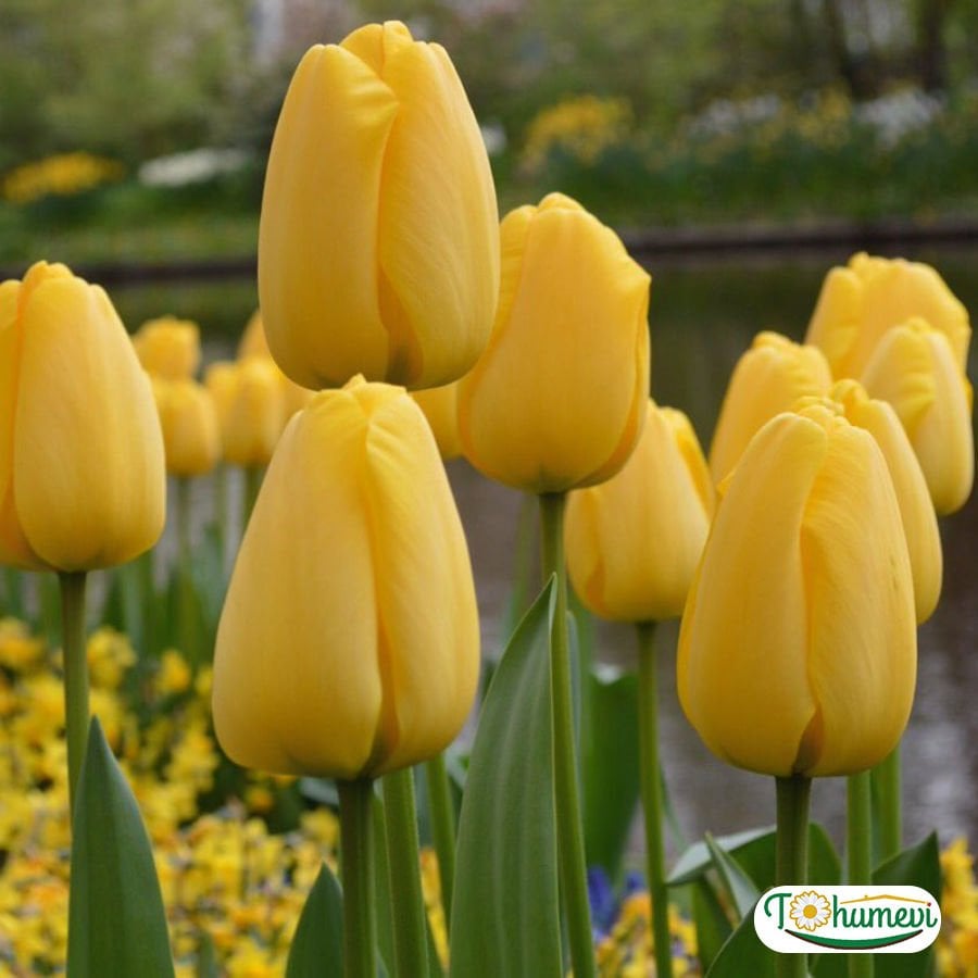 Golden apeldoorn Lale Soğanı – Tulipa