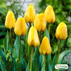 Golden apeldoorn Lale Soğanı – Tulipa