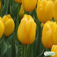 Golden apeldoorn Lale Soğanı – Tulipa