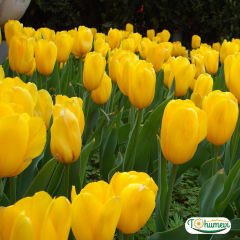 Golden apeldoorn Lale Soğanı – Tulipa