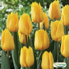Golden apeldoorn Lale Soğanı – Tulipa