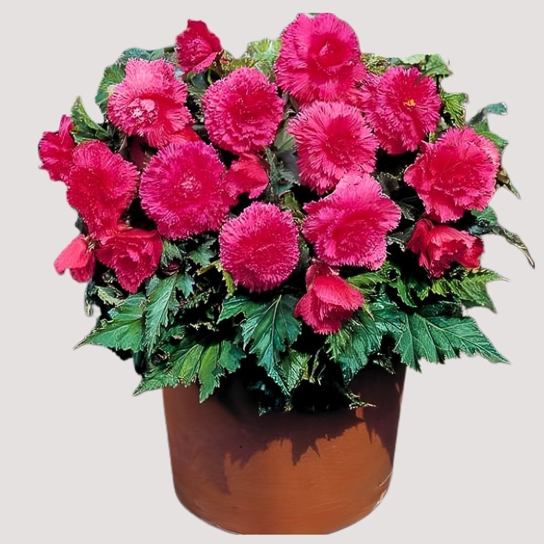 Begonia  Fimbriata Pink Yumrusu - Gül begonya Çiçeği Katlı - Pembe