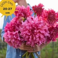 İslander Dev Dahlia Yıldız Çiçeği Kök - Dalya - Patates Çiçeği - Soft Pembe