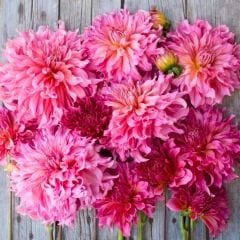 İslander Dev Dahlia Yıldız Çiçeği Kök - Dalya - Patates Çiçeği - Soft Pembe