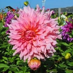 İslander Dev Dahlia Yıldız Çiçeği Kök - Dalya - Patates Çiçeği - Soft Pembe