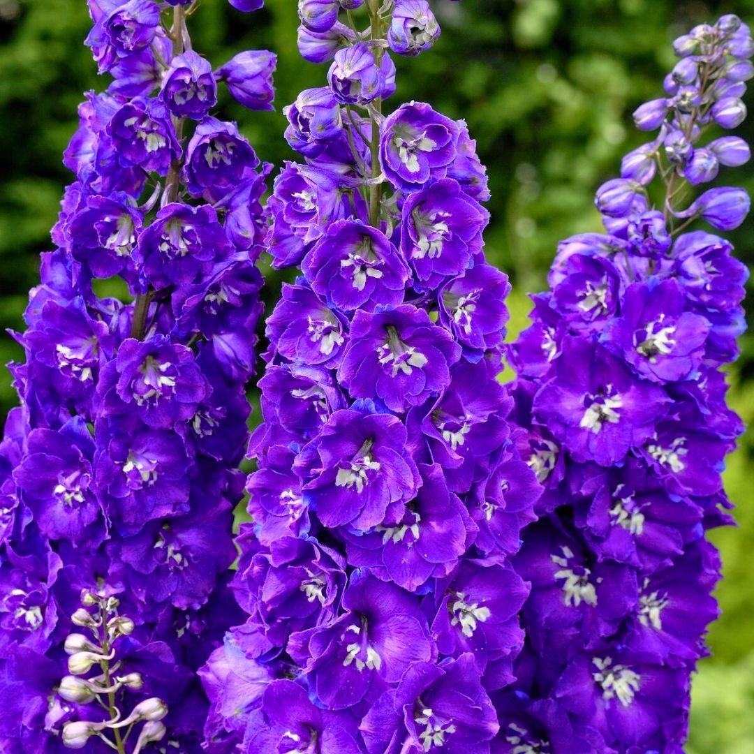 Delphinium magic Fountanis Blue Dark - Hazeran Çiçeği Mor