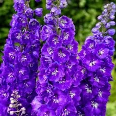 Delphinium magic Fountanis Blue Dark - Hazeran Çiçeği Kök - Mor
