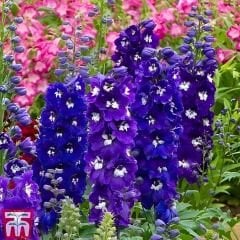 Delphinium magic Fountanis Blue Dark - Hazeran Çiçeği Kök - Mor