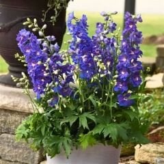 Delphinium magic Fountanis Blue Dark - Hazeran Çiçeği Kök - Mor
