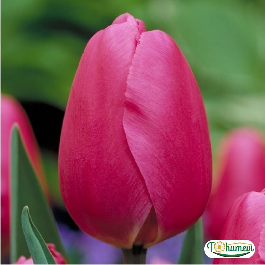 Sweet rosy Lale Soğanı – Tulipa