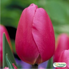 Sweet rosy Lale Soğanı – Tulipa