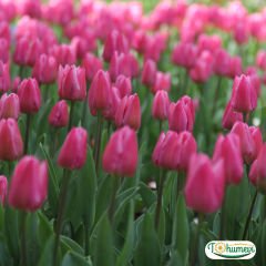 Sweet rosy Lale Soğanı – Tulipa