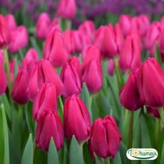 Sweet rosy Lale Soğanı – Tulipa