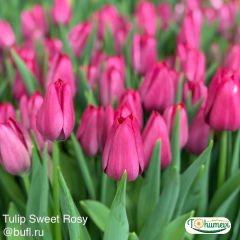 Sweet rosy Lale Soğanı – Tulipa