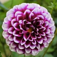 Edinburgh Dev Dahlia Yıldız Çiçeği Kök - Dalya - Patates Çiçeği - Mor