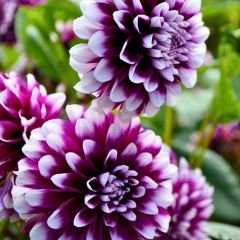 Edinburgh Dev Dahlia Yıldız Çiçeği Kök - Dalya - Patates Çiçeği - Mor