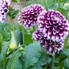 Edinburgh Dev Dahlia Yıldız Çiçeği Kök - Dalya - Patates Çiçeği - Mor